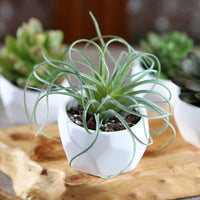 Thumbnail for Modern Garden Geometric White Planter (Set of 4)