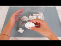 Seven Seas Coral Place Card/Photo Holder (Set of 6)